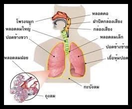 ระบบทางเดินหายใจ