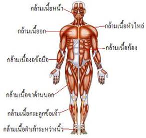 ระบบกล้ามเนื้อ